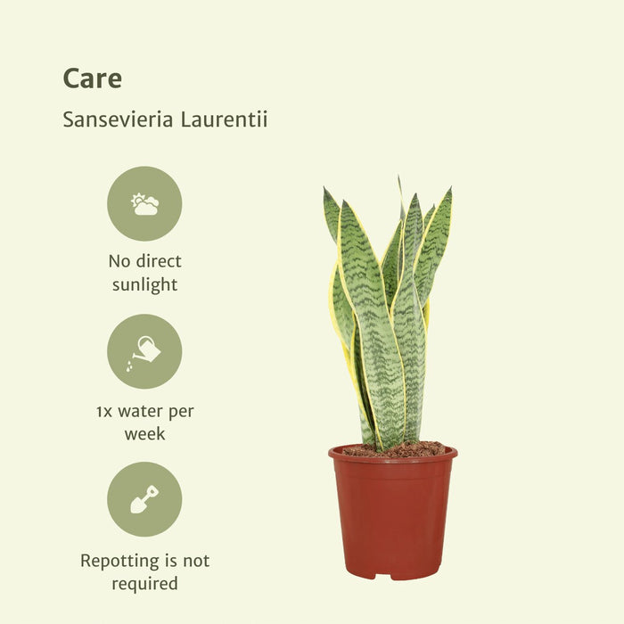 Sansevieria Laurentii - Sett Med 2