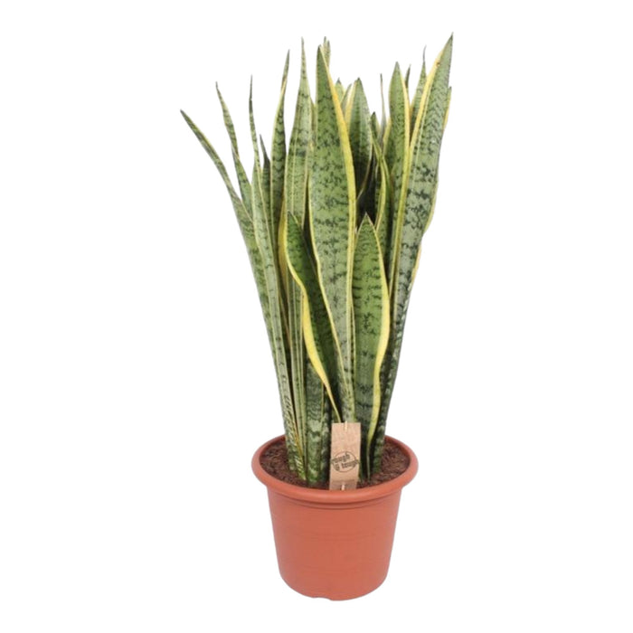 Sansevieria Laurentii