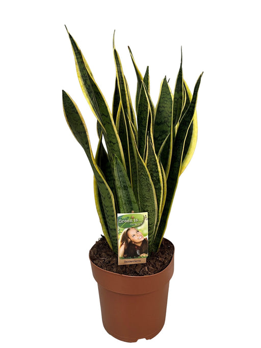 Sansevieria Laurentii