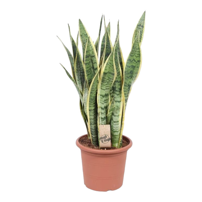 Sansevieria Laurentii