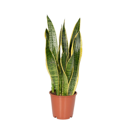 Sansevieria Laurentii