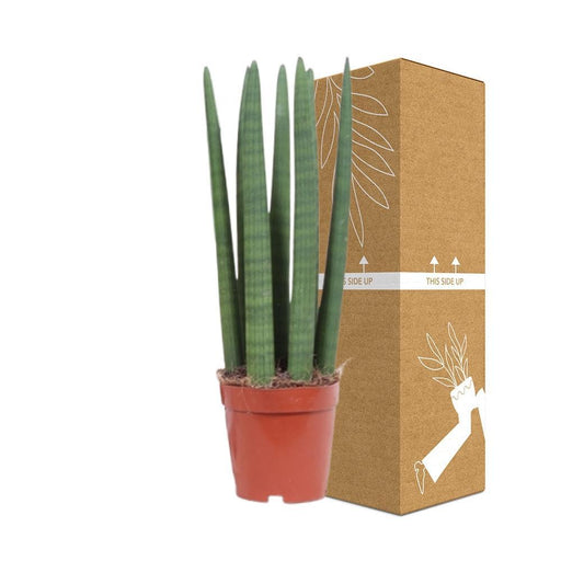 Sansevieria Straight