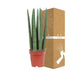 Sansevieria Straight