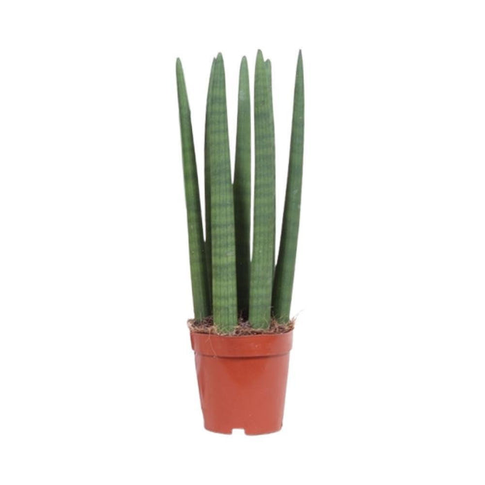 Sansevieria Straight