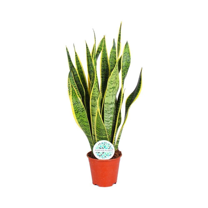 Sansevieria Trifasciata Laurentii