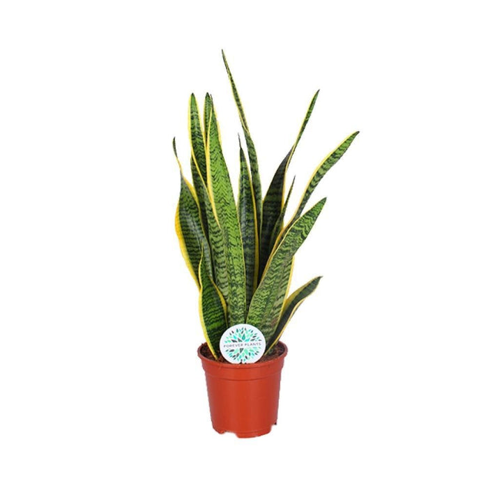 Sansevieria Trifasciata Laurentii