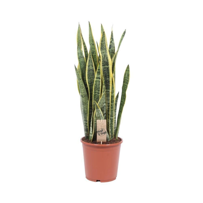 Sansevieria Trifasciata Laurentii