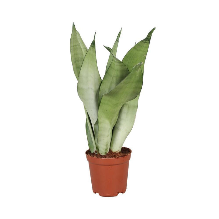 Sansevieria Trifasciata Moonshine