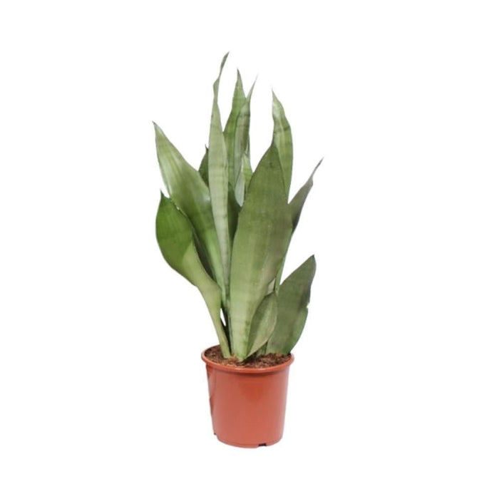 Sansevieria Trifasciata Moonshine