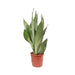 Sansevieria Trifasciata Moonshine