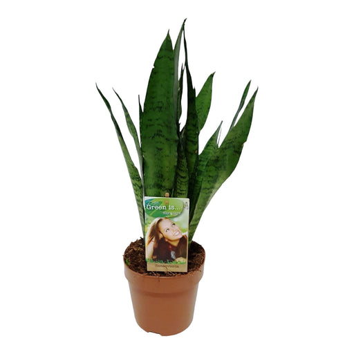 Sansevieria Zeylanica