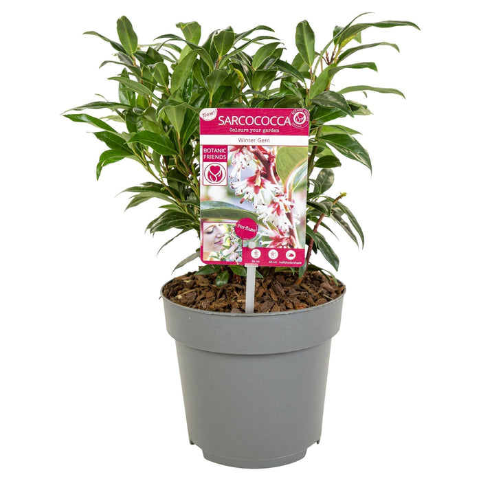 Sarkokokker 'Winter Gem'® - ↨25Cm - Ø19Cm - Hekkplante