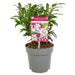 Sarkokokker 'Winter Gem'® - ↨25Cm - Ø19Cm - Hekkplante