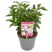 Sarkokokker 'Winter Gem'® - ↨25Cm - Ø19Cm - Hekkplante