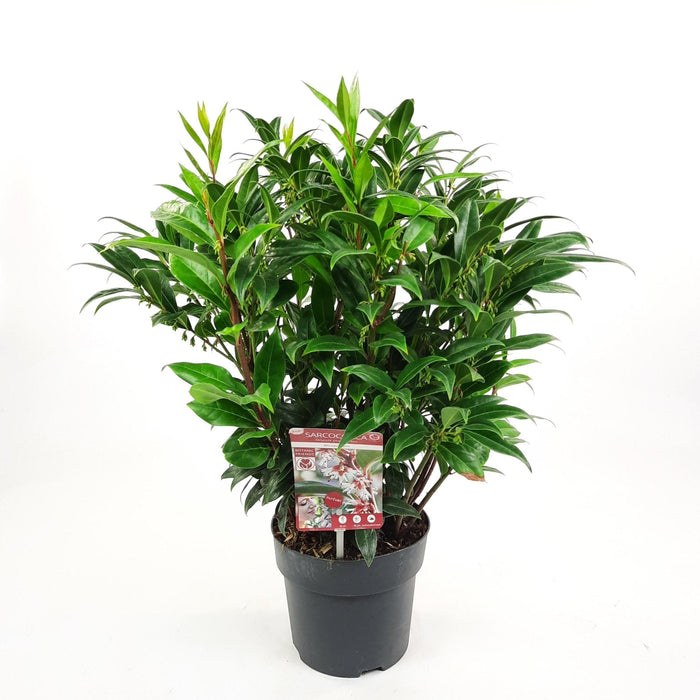 Sarkokokker 'Winter Gem'® - ↨25Cm - Ø19Cm - Hekkplante