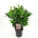 Sarkokokker 'Winter Gem'® - ↨25Cm - Ø19Cm - Hekkplante