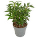 Sarkokokker 'Winter Gem'® - ↨25Cm - Ø19Cm - Hekkplante