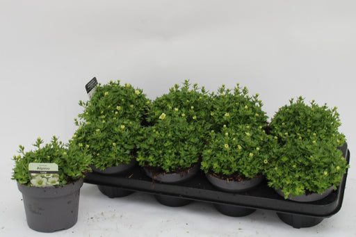 Lime Saxifrage H15Cm