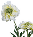 Kunstig Scabiosa-Stilk 55 Cm Kremdekorasjon