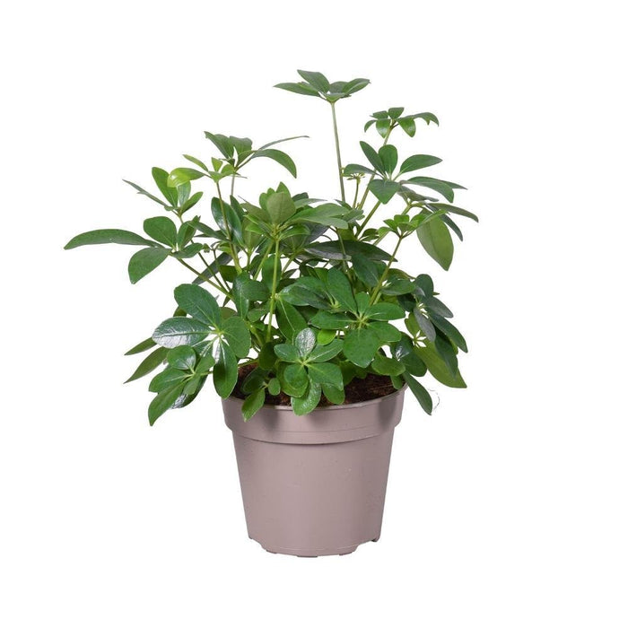 Schefflera