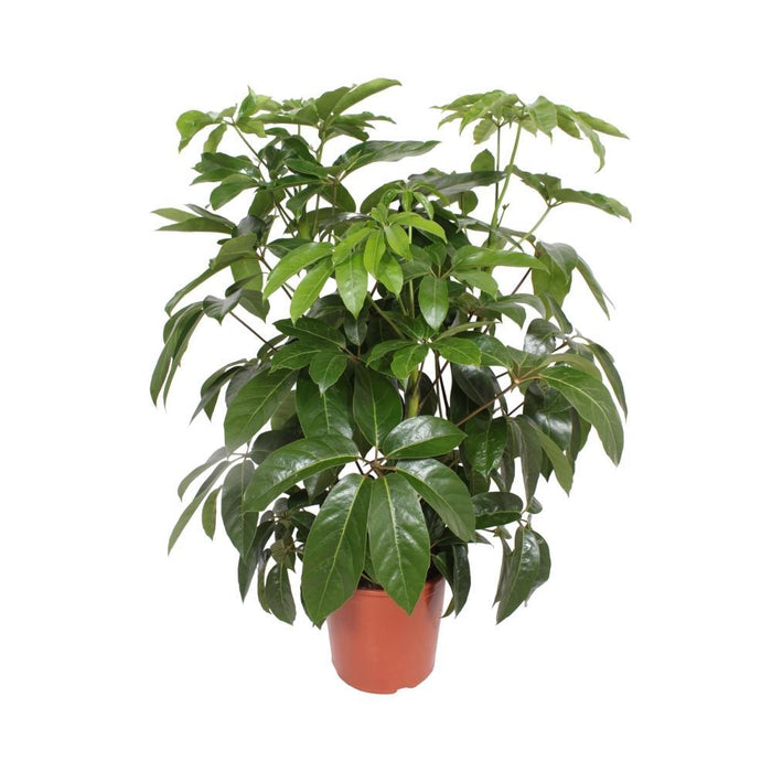 Schefflera Actinophylla 'Amate'