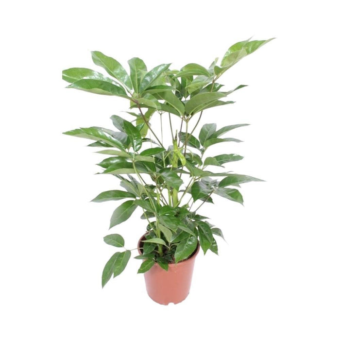 Schefflera Actinophylla 'Amate'