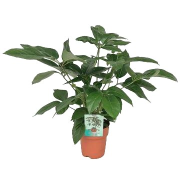 Schefflera Actinophylla