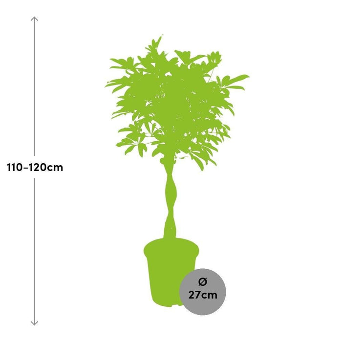 Schefflera Arboricola 'Compacta'