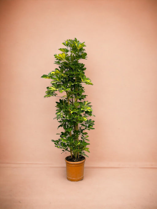 Schefflera Gold Capella