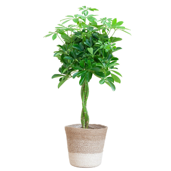 Schefflera Gold Capella Flettet Stamme + Kurv