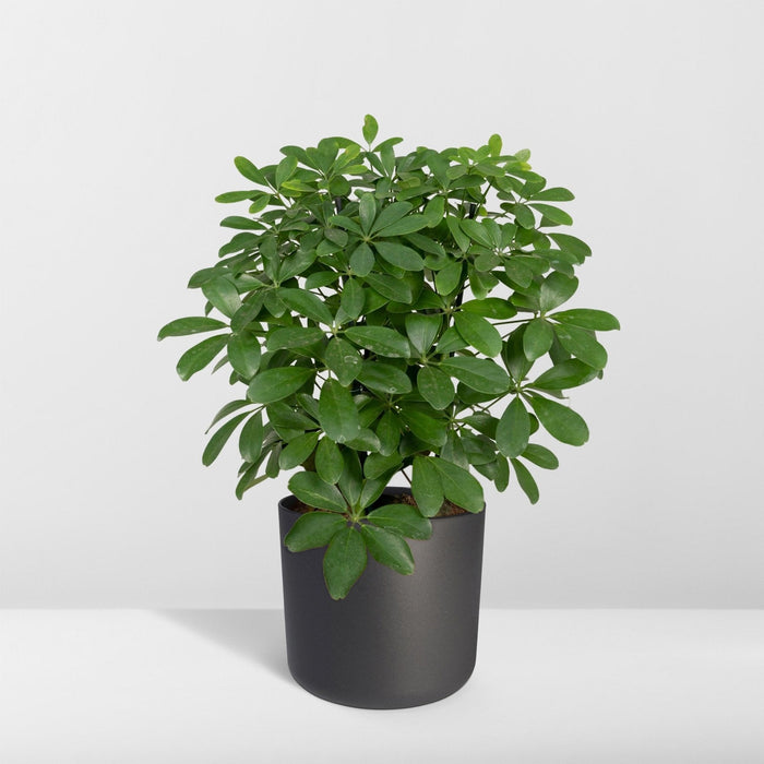 Schefflera Nora