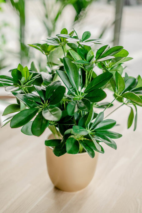 Schefflera - Kunstig Grønn Plante