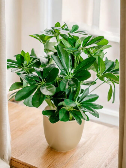 Schefflera - Kunstig Grønn Plante