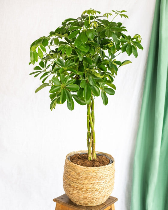 Schefflera Xl + Kurv