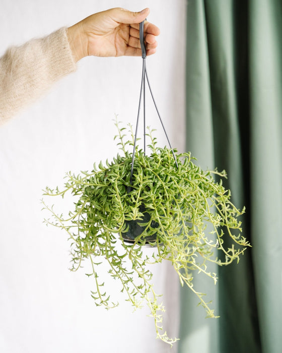 Senecio Peregrinus