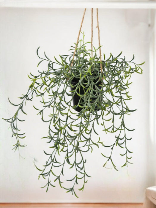 Senecio Peregrinus - Kunstig Fallende Plante