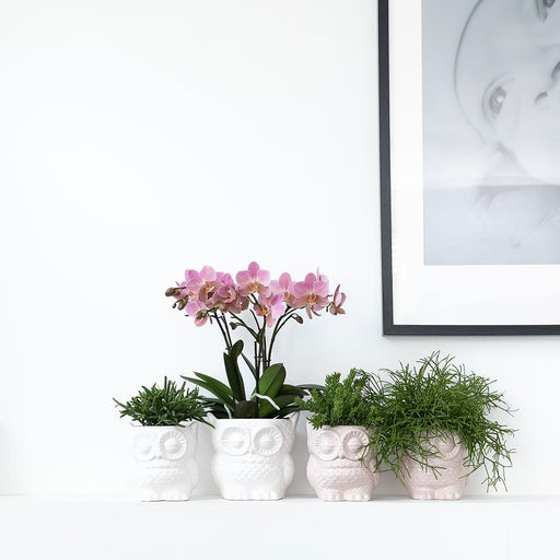 Sett Hvit Phalaenopsis Orkidé Og Sukkulent Plante Med Potter