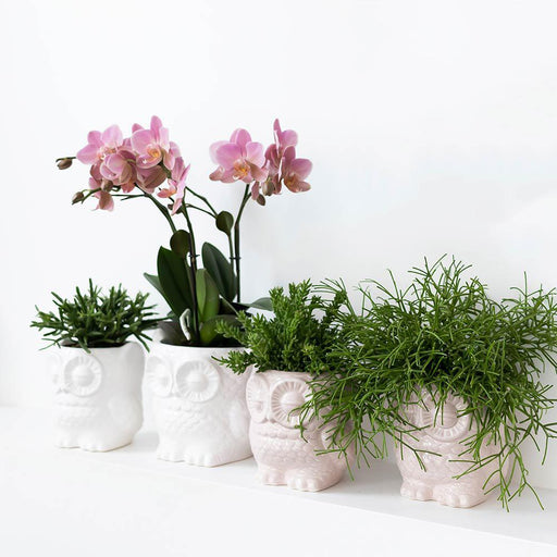 Sett Hvit Phalaenopsis Orkidé Og Sukkulent Plante Med Potter