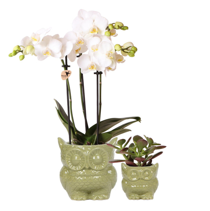 Ugleplantesett: Orchid Phalaenopsis & Sukkulent