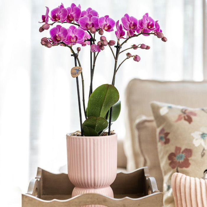 Sett Med Rosa Phalaenopsis-Orkideer I Rosa Potter På Hvitt Brett