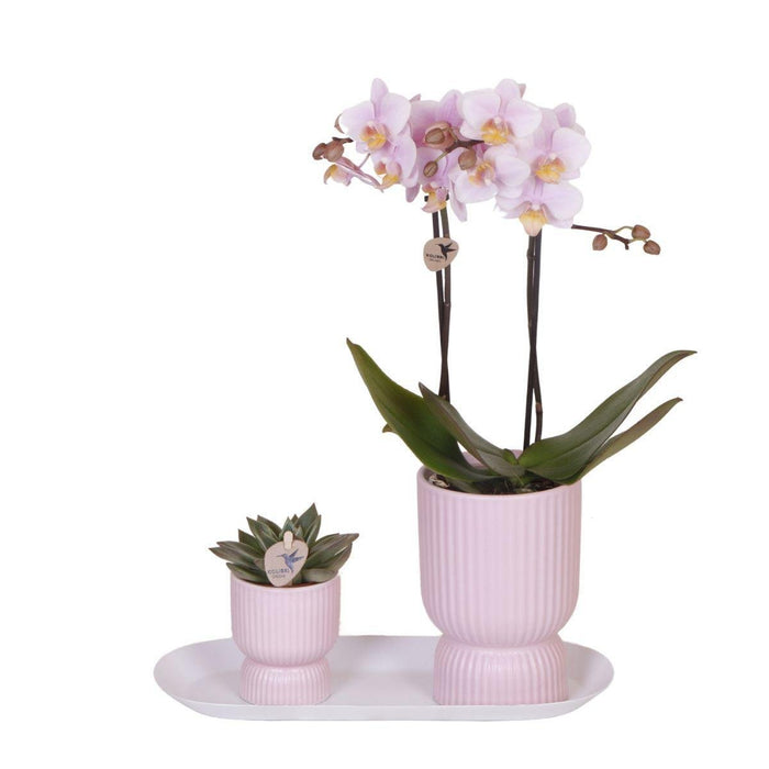 Sett Med Rosa Phalaenopsis-Orkideer I Rosa Potter På Hvitt Brett