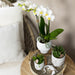 Face-2-Face Plantesett Med White Orchid Phalaenopsis