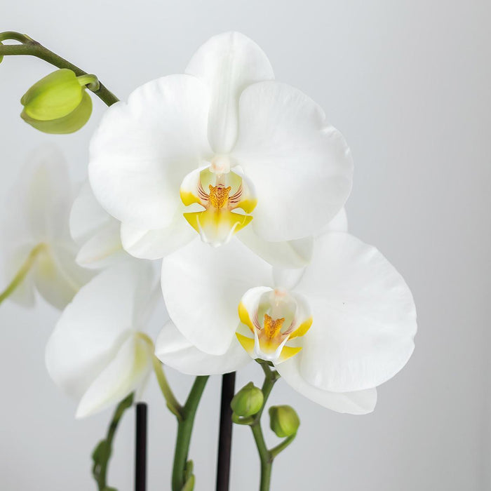 Face-2-Face Plantesett Med White Orchid Phalaenopsis