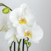 Face-2-Face Plantesett Med White Orchid Phalaenopsis