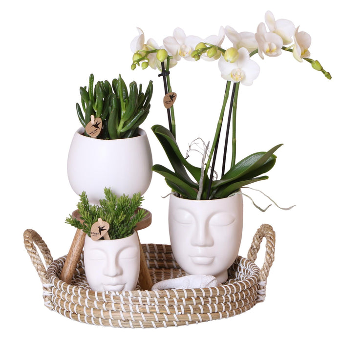 Face-2-Face Plantesett Med White Orchid Phalaenopsis