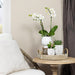 Face-2-Face Plantesett Med White Orchid Phalaenopsis