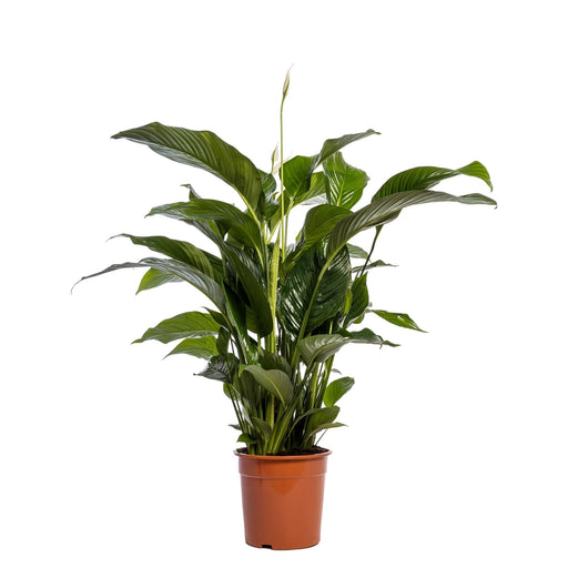 Hvit Spathiphyllum