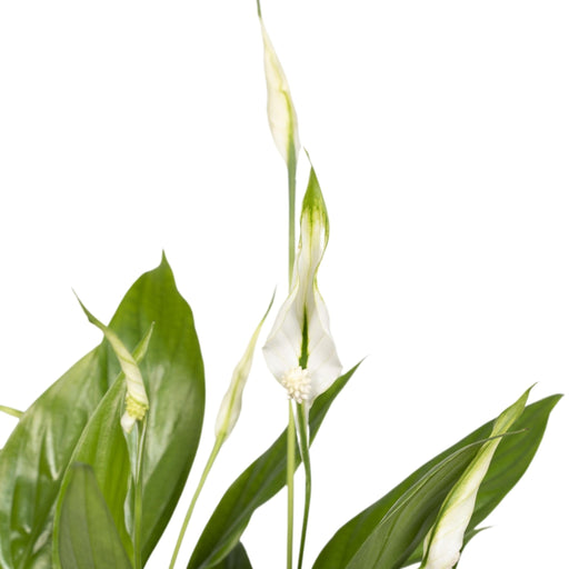 Spathiphyllum H45Cm