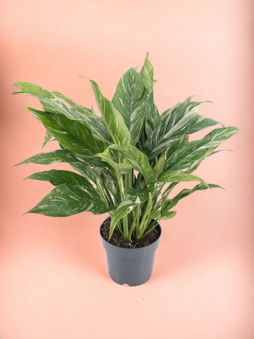 Spathiphyllum - Diamanten