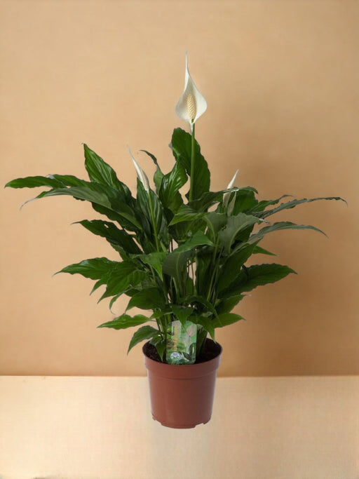 Spathiphyllum 'Sweet Chico'